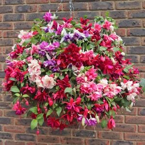 3 adet Sarkan küpe çiçeği fidesi XXL dev çiçekli karışım