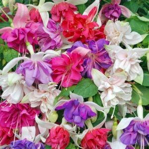 3 adet Sarkan küpe çiçeği fidesi XXL dev çiçekli karışım