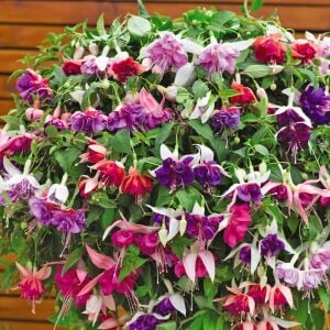 3 adet Sarkan küpe çiçeği fidesi XXL dev çiçekli karışım