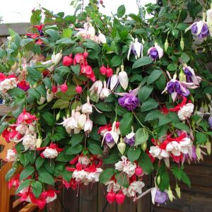 3 adet Sarkan küpe çiçeği fidesi XXL dev çiçekli karışım