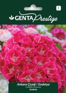 Ankara çiçeği godetya tohumu karışık renkler Genta Prestige