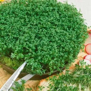 Kıvırcık tere tohumu biberotu geleneksel curled cress peppergrass