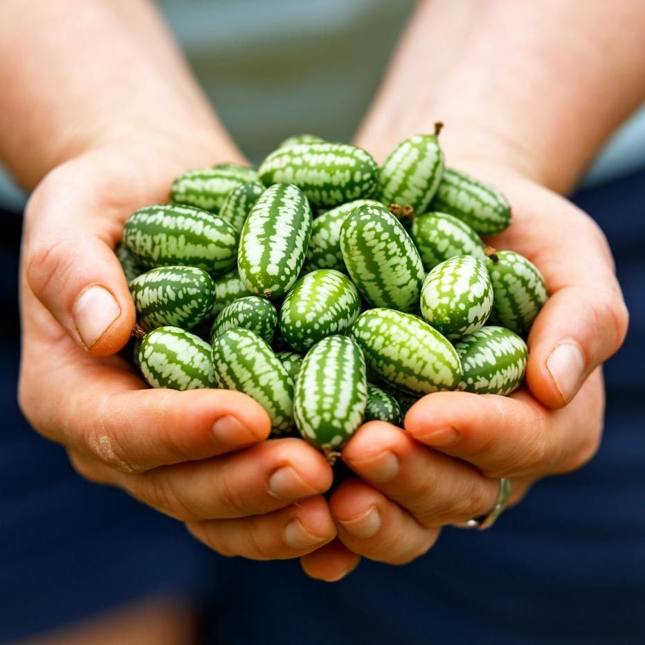 Turşuluk meksika salatalığı gherkin tohumu melothria scabra
