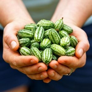 Turşuluk meksika salatalığı gherkin tohumu melothria scabra