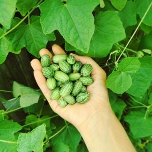 Turşuluk meksika salatalığı gherkin tohumu melothria scabra