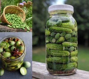Turşuluk meksika salatalığı gherkin tohumu melothria scabra