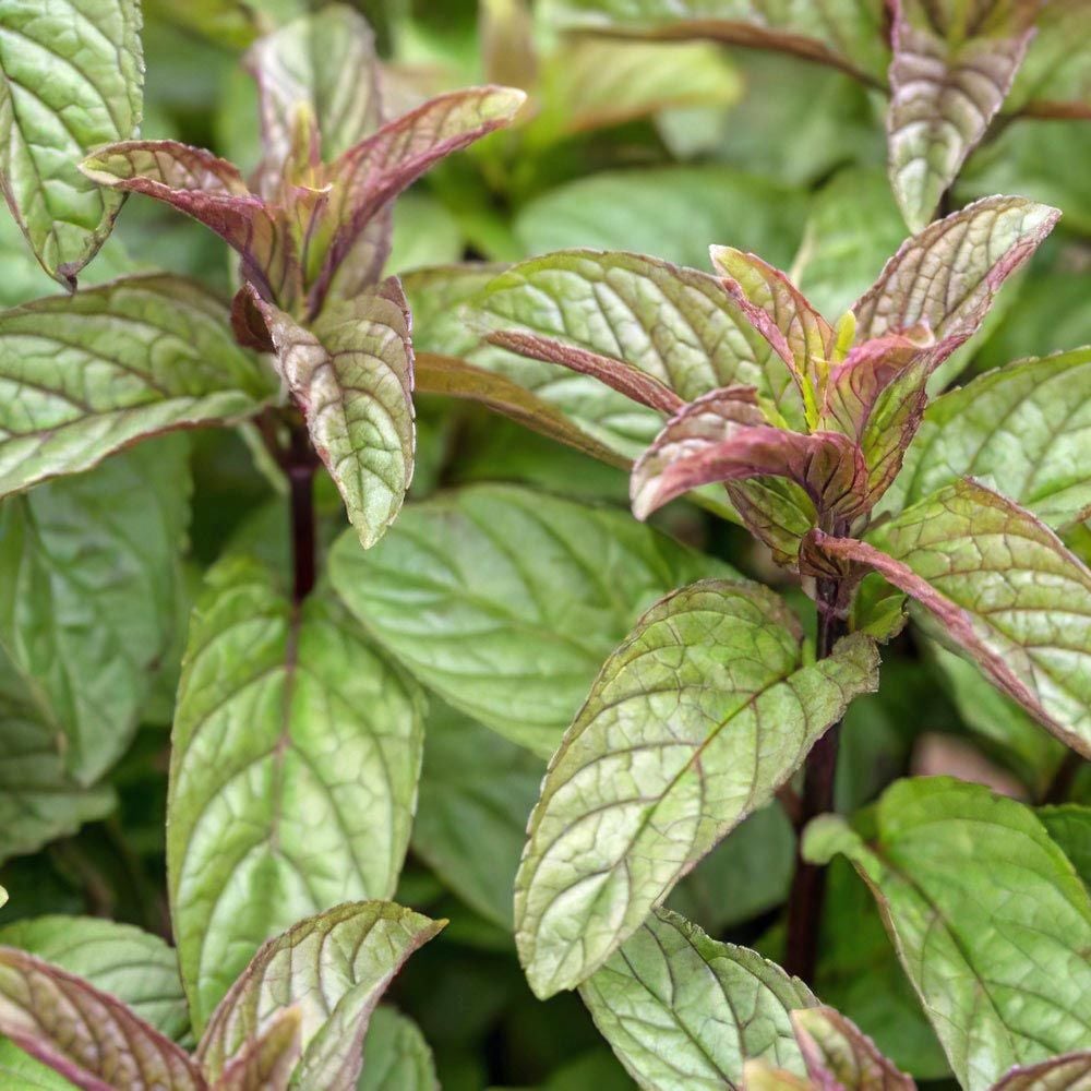 Black Mithcham yağlık nane fidesi mentha piperita