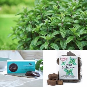 Black Mithcham yağlık nane fidesi mentha piperita