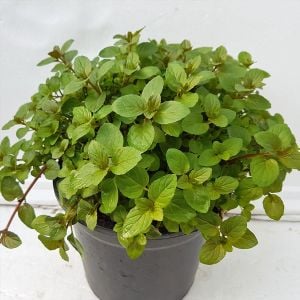 Black Mitcham yağlık nane fidesi mentha piperita