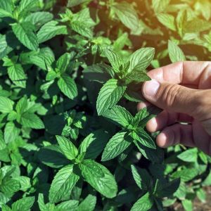 Black Mithcham yağlık nane fidesi mentha piperita
