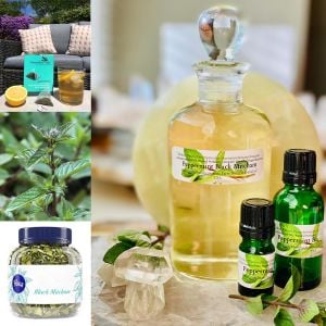 Black Mitcham yağlık nane fidesi mentha piperita