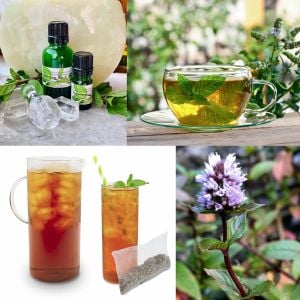 Black Mitcham yağlık nane fidesi mentha piperita