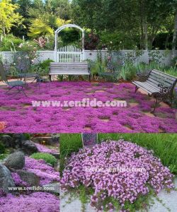 Yerörtücü kekik fidesi kokulu creeping thymus serphyllum 45 adet fide