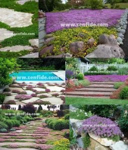 Yerörtücü kekik fidesi kokulu creeping thymus serphyllum 45 adet fide