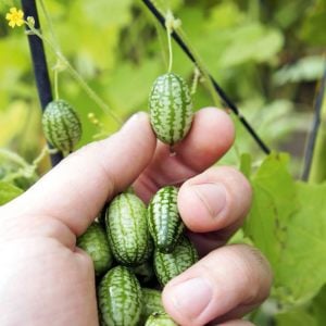 Turşuluk meksika salatalığı gherkin tohumu melothria scabra