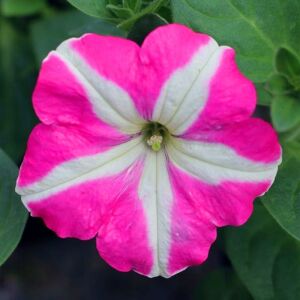 Pembe yıldız petunya fidesi fortado pink star 7 yada 9 cm saksıda