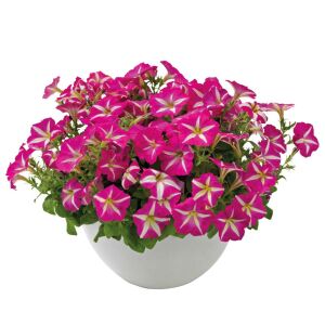 Pembe yıldız petunya fidesi fortado pink star 7 yada 9 cm saksıda