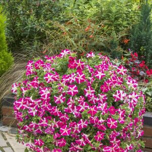 Pembe yıldız petunya fidesi fortado pink star 7 yada 9 cm saksıda