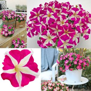 Pembe yıldız petunya fidesi fortado pink star 7 yada 9 cm saksıda