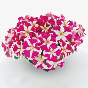 Pembe yıldız petunya fidesi fortado pink star 7 yada 9 cm saksıda