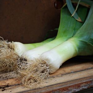 Musselburgh dev pırasa tohumu atalık giant musselburgh leek
