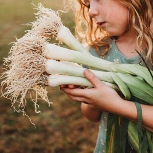 Musselburgh dev pırasa tohumu atalık giant musselburgh leek