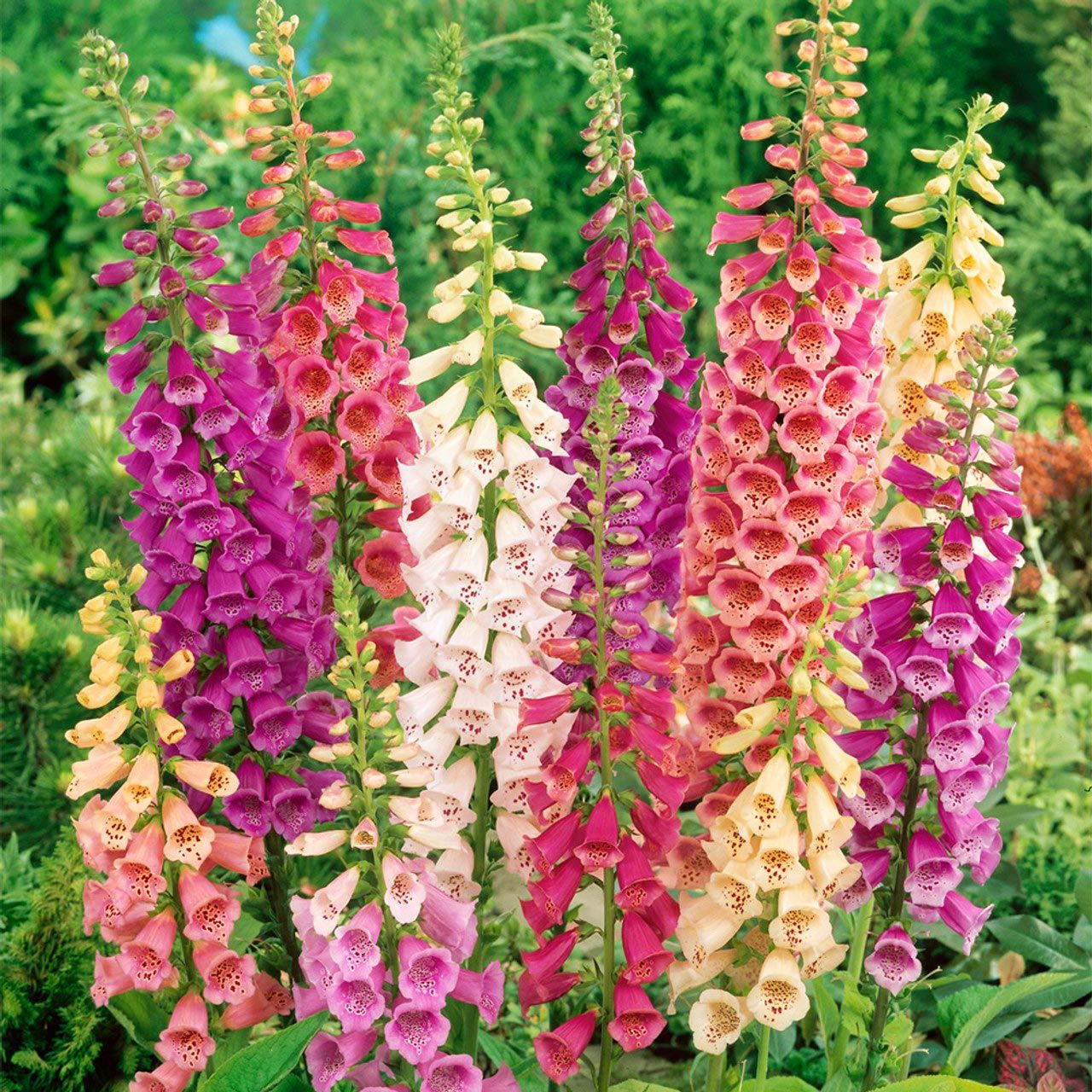 Excelsior hybrids yüksükotu tohumu çok renkli karışım digitalis