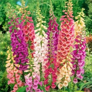 Excelsior hybrids yüksükotu tohumu çok renkli karışım digitalis