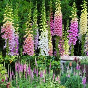 Excelsior hybrids yüksükotu tohumu çok renkli karışım digitalis