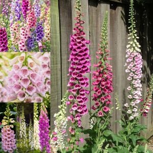 Excelsior hybrids yüksükotu tohumu çok renkli karışım digitalis