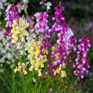 Linaria tohumu kuzey ışıkları linaria maroccana tall snapdragon