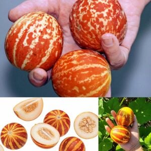 Kokulu süs kavunu tohumu tigger melon seeds