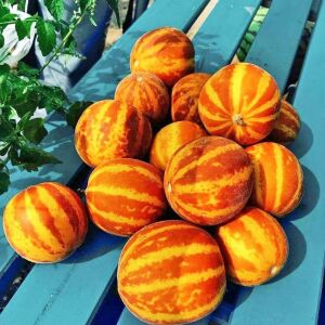 Kokulu süs kavunu tohumu tigger melon seeds