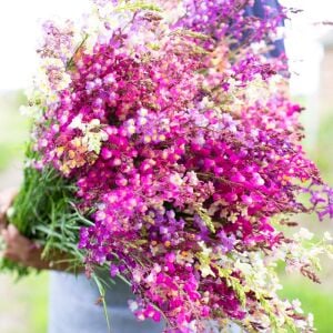 Linaria tohumu kuzey ışıkları linaria maroccana tall snapdragon