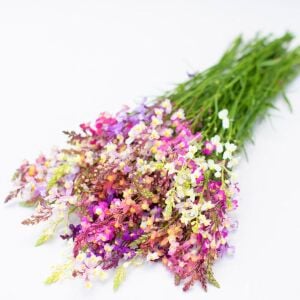 Linaria tohumu kuzey ışıkları linaria maroccana tall snapdragon