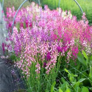 Linaria tohumu kuzey ışıkları linaria maroccana tall snapdragon