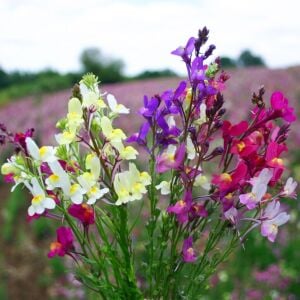 Linaria tohumu kuzey ışıkları linaria maroccana tall snapdragon