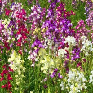Linaria tohumu kuzey ışıkları linaria maroccana tall snapdragon