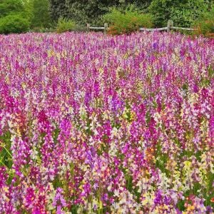 Linaria tohumu kuzey ışıkları linaria maroccana tall snapdragon
