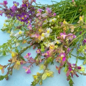 Linaria tohumu kuzey ışıkları linaria maroccana tall snapdragon