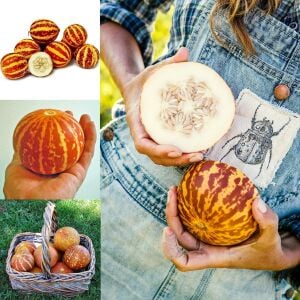 Kokulu süs kavunu tohumu tigger melon seeds
