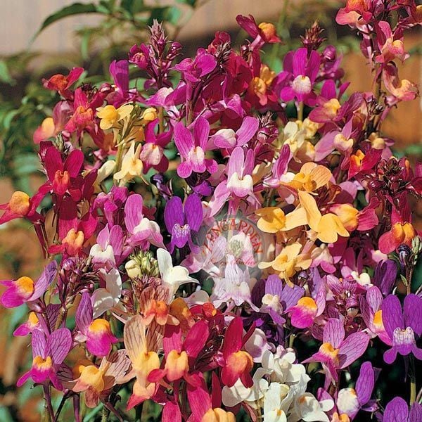 Linaria tohumu kuzey ışıkları linaria maroccana tall snapdragon