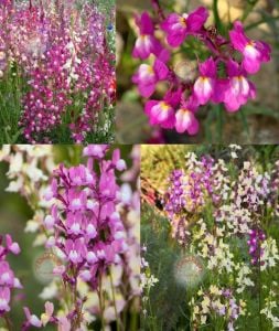 Linaria tohumu kuzey ışıkları linaria maroccana tall snapdragon
