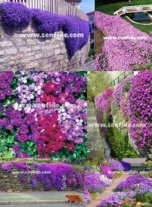 Sarkan aubrieta tohumu karışımı çiçekli obrezya cascade tohumu