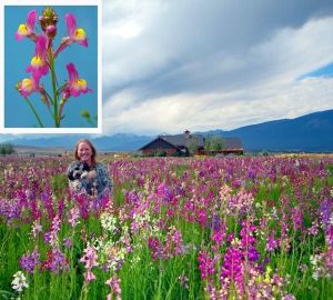 Linaria tohumu kuzey ışıkları linaria maroccana tall snapdragon
