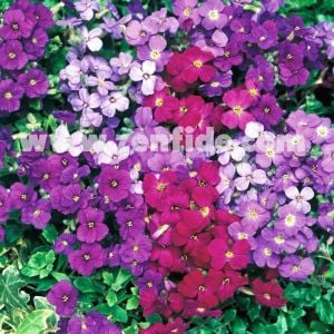Sarkan aubrieta tohumu karışımı çiçekli obrezya cascade tohumu