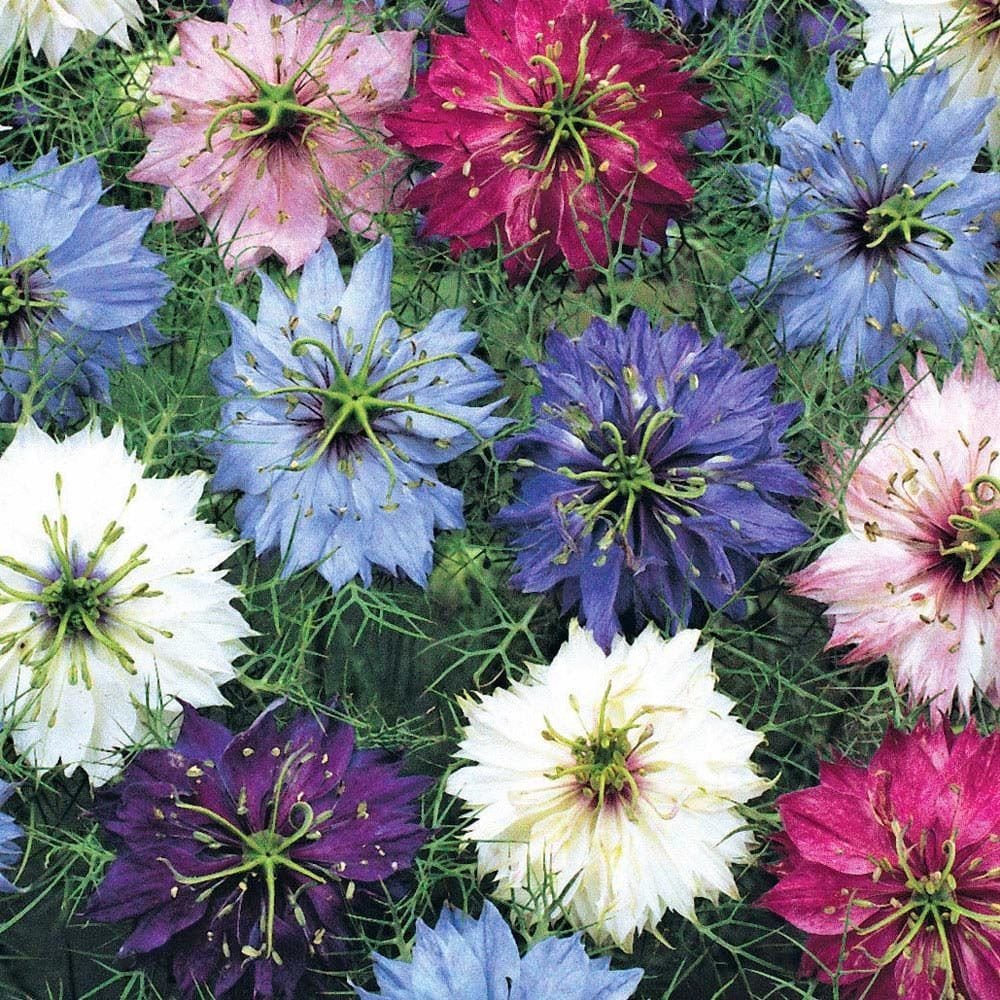 Çörekotu tohumu nigella damascena Genta