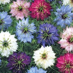 Çörekotu tohumu nigella damascena Genta