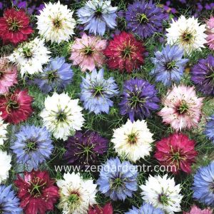Çörekotu tohumu nigella damascena Genta
