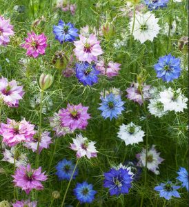 Çörekotu tohumu nigella damascena Genta